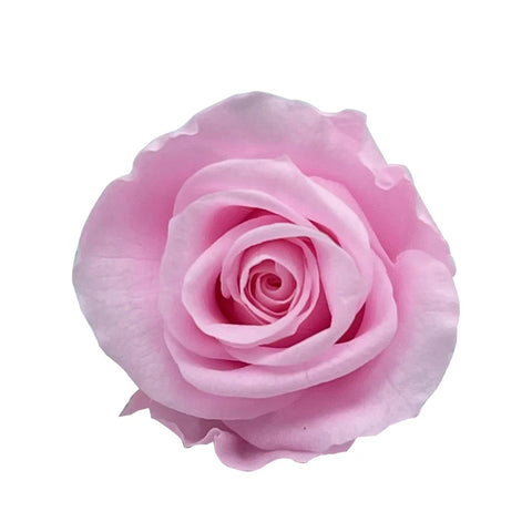 Forever Roses Preserved Flower Heads 6 Pieces DIY Gift Making Materials Wedding Centerpieces Flower Decorations Items