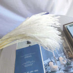 Best-Selling Bohemian Dried Pampas Reed Flowers Mother's Day Graduation Christmas Wedding Valentine's Day Home Decoration Fluffy