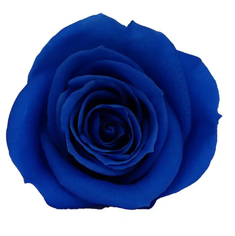 Forever Roses Preserved Flower Heads 6 Pieces DIY Gift Making Materials Wedding Centerpieces Flower Decorations Items