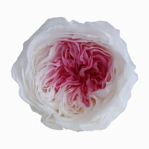 Grade Austin Rose Flower Head 4-5cm Preserved Real Flower 8-Pack Photography Props Wedding Mother's Day Christmas Gift Box