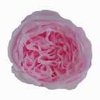 Grade Austin Rose Flower Head 4-5cm Preserved Real Flower 8-Pack Photography Props Wedding Mother's Day Christmas Gift Box