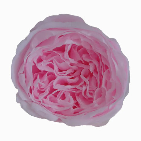 Grade Austin Rose Flower Head 4-5cm Preserved Real Flower 8-Pack Photography Props Wedding Mother's Day Christmas Gift Box