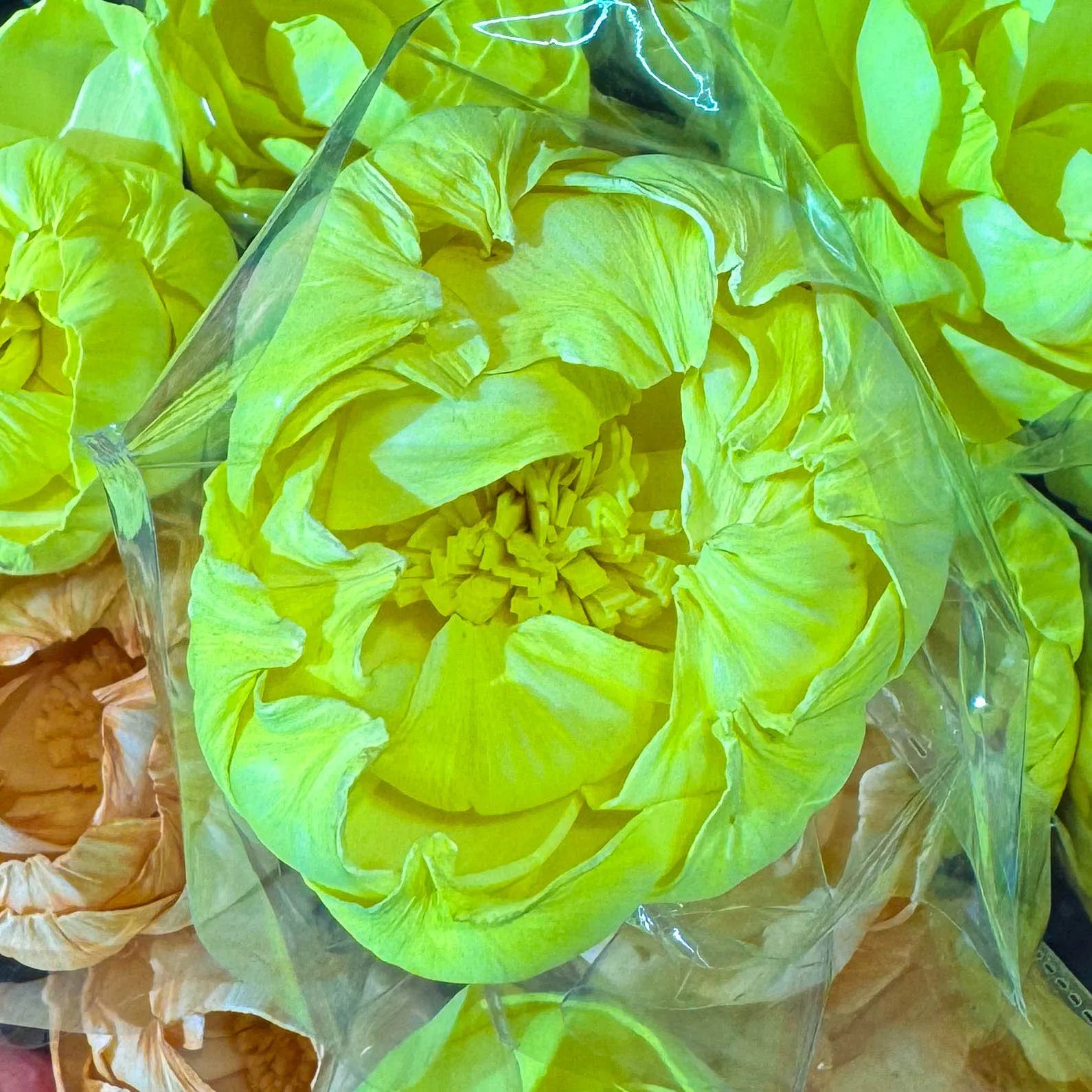 Tongcao Large Dried Peony Flower Home Decoration Preserved Artificial Red Flower Ball Arrangement Centerpieces Bunches