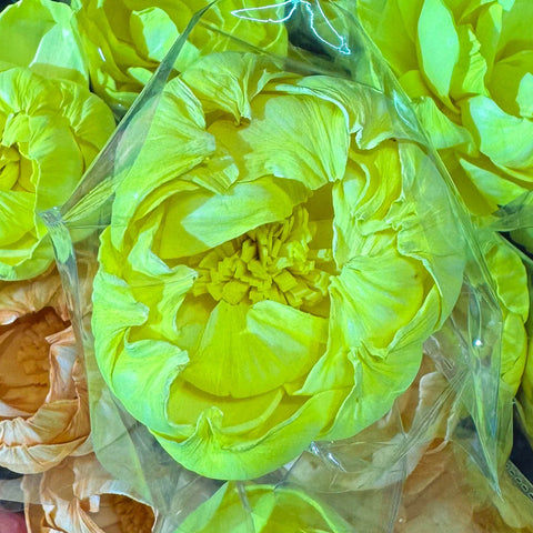 Tongcao Large Dried Peony Flower Home Decoration Preserved Artificial Red Flower Ball Arrangement Centerpieces Bunches