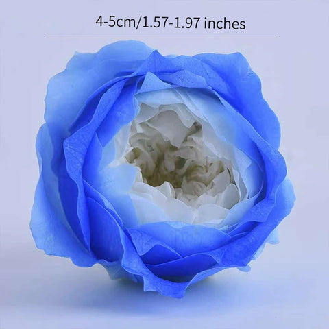 Grade Austin Rose Flower Head 4-5cm Preserved Real Flower 8-Pack Photography Props Wedding Mother's Day Christmas Gift Box