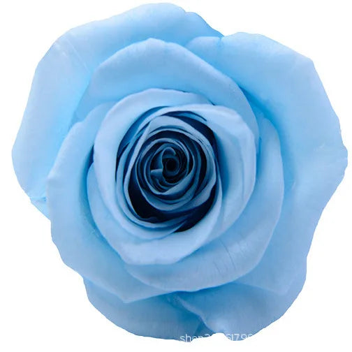 Forever Roses Preserved Flower Heads 6 Pieces DIY Gift Making Materials Wedding Centerpieces Flower Decorations Items