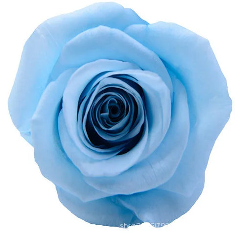Forever Roses Preserved Flower Heads 6 Pieces DIY Gift Making Materials Wedding Centerpieces Flower Decorations Items