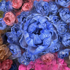 Tongcao Large Dried Peony Flower Home Decoration Preserved Artificial Red Flower Ball Arrangement Centerpieces Bunches