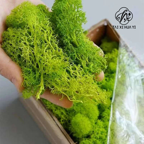 Everlasting DIY Decorative Antler Moss Micro Landscape Multiple Colors for Wedding Christmas Embellishment Decorative Green