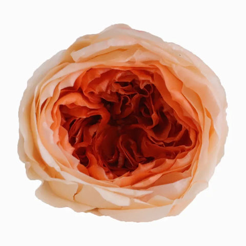 Grade Austin Rose Flower Head 4-5cm Preserved Real Flower 8-Pack Photography Props Wedding Mother's Day Christmas Gift Box
