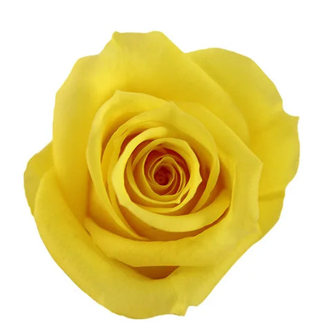 Forever Roses Preserved Flower Heads 6 Pieces DIY Gift Making Materials Wedding Centerpieces Flower Decorations Items