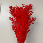 Wholesale DIY Preserved Pine Materials Cedar Preserved Flowers & Plants for Floral Ornaments Decoration Dried Flowers & Plants