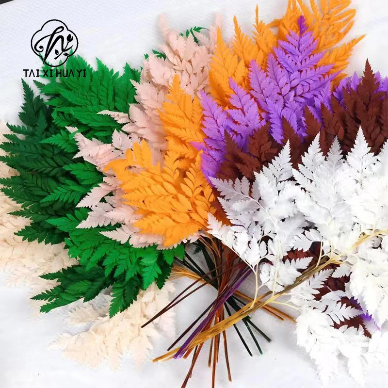 Genuine White Ferns Are Stably Preserved DIY Handicrafts Weddings Home Decorations Dried Flower Plants Mother's Day Graduation