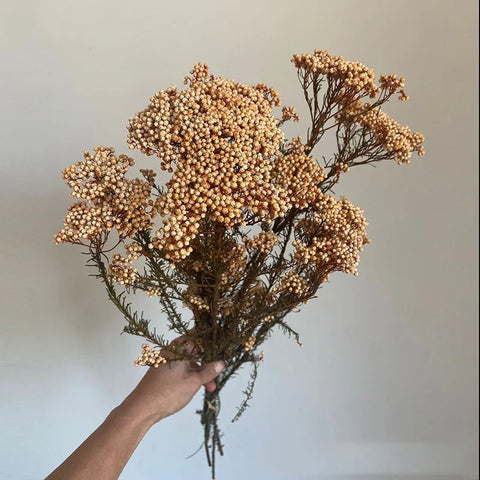 Preserved Rice Flower Dried Flower Aromatherapy Floating Flower Photography Props DIY Flower Wholesale Christmas Thanksgiving