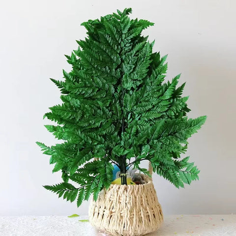 Genuine White Ferns Are Stably Preserved DIY Handicrafts Weddings Home Decorations Dried Flower Plants Mother's Day Graduation