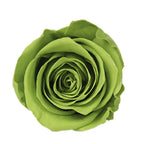Forever Roses Preserved Flower Heads 6 Pieces DIY Gift Making Materials Wedding Centerpieces Flower Decorations Items