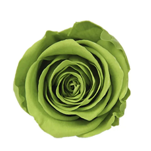 Forever Roses Preserved Flower Heads 6 Pieces DIY Gift Making Materials Wedding Centerpieces Flower Decorations Items