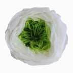 Grade Austin Rose Flower Head 4-5cm Preserved Real Flower 8-Pack Photography Props Wedding Mother's Day Christmas Gift Box