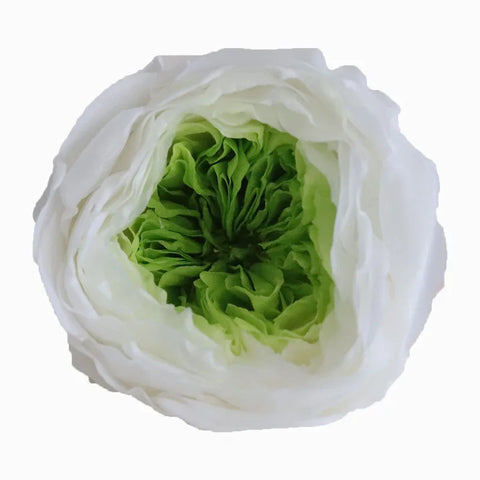 Grade Austin Rose Flower Head 4-5cm Preserved Real Flower 8-Pack Photography Props Wedding Mother's Day Christmas Gift Box