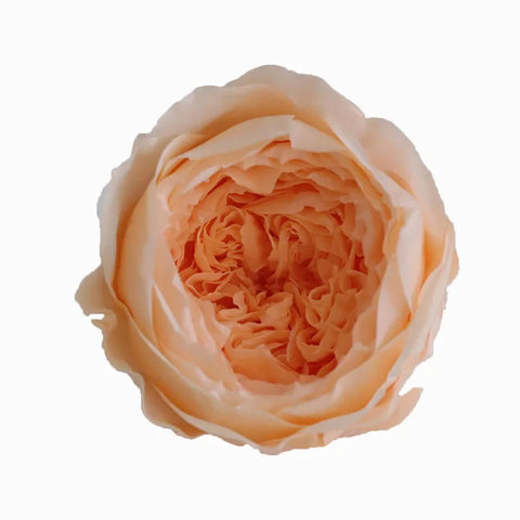 Grade Austin Rose Flower Head 4-5cm Preserved Real Flower 8-Pack Photography Props Wedding Mother's Day Christmas Gift Box
