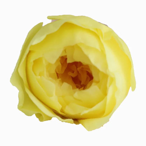 Grade Austin Rose Flower Head 4-5cm Preserved Real Flower 8-Pack Photography Props Wedding Mother's Day Christmas Gift Box