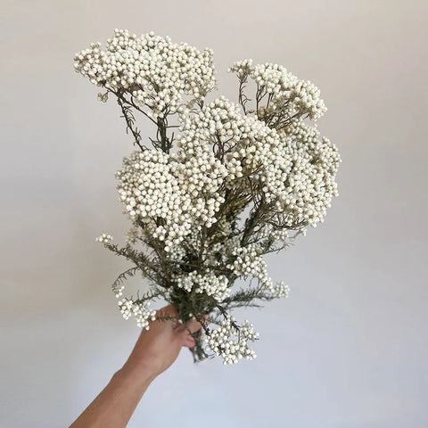 Preserved Rice Flower Dried Flower Aromatherapy Floating Flower Photography Props DIY Flower Wholesale Christmas Thanksgiving