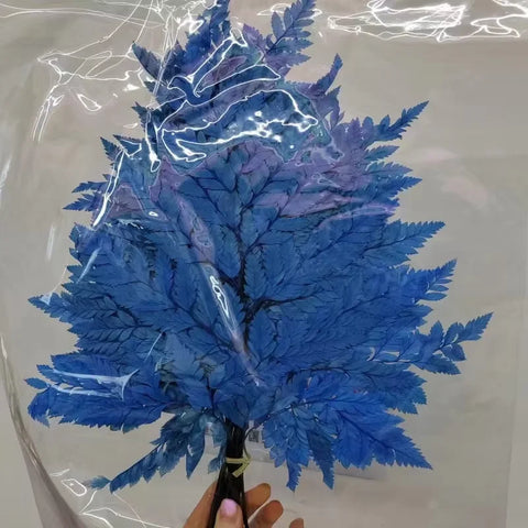 Genuine White Ferns Are Stably Preserved DIY Handicrafts Weddings Home Decorations Dried Flower Plants Mother's Day Graduation