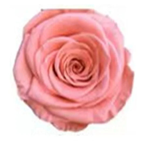 Forever Roses Preserved Flower Heads 6 Pieces DIY Gift Making Materials Wedding Centerpieces Flower Decorations Items