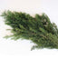 Wholesale Preserved Artificial Dried Flowers Garland 60cm for Graduation Wedding Christmas Halloween Valentine's Day Decorations