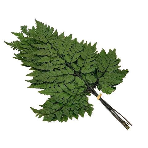 Genuine White Ferns Are Stably Preserved DIY Handicrafts Weddings Home Decorations Dried Flower Plants Mother's Day Graduation