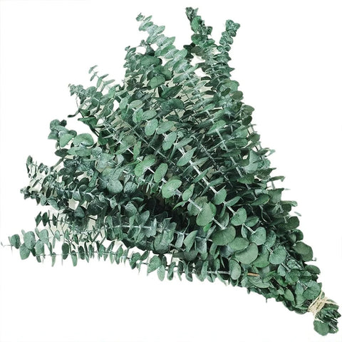 A-grade Preserved Eucalyptus Leaf Dried Flowers Immortal Bouquet Decorative Copper Coin Leaves for Graduation Valentine's Day