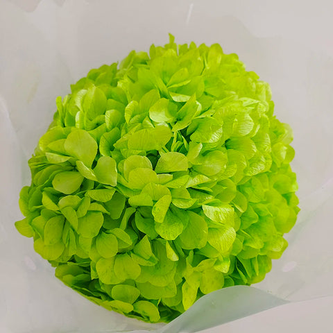 Anna Large Leaf Hydrangeas Preserved Bleached Color Single Bulk Dried Flowers & Plants Flower Wall Decor Father's Day