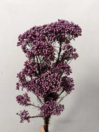 Preserved Rice Flower Dried Flower Aromatherapy Floating Flower Photography Props DIY Flower Wholesale Christmas Thanksgiving