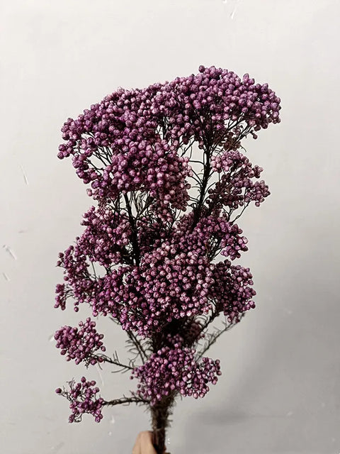 Preserved Rice Flower Dried Flower Aromatherapy Floating Flower Photography Props DIY Flower Wholesale Christmas Thanksgiving