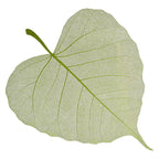 2025 New Flower Wrapping Stretch Film 72x33cm Leaf Shape Translucent Waterproof Florist Supplies