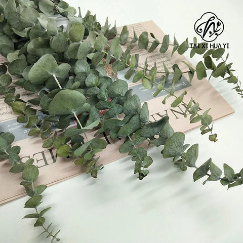 A-grade Preserved Eucalyptus Leaf Dried Flowers Immortal Bouquet Decorative Copper Coin Leaves for Graduation Valentine's Day
