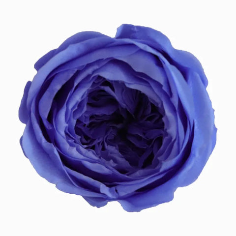 Grade Austin Rose Flower Head 4-5cm Preserved Real Flower 8-Pack Photography Props Wedding Mother's Day Christmas Gift Box