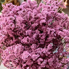 Preserved Crystal Grass Baby's Breath Dried Flowers for Home Arrangement & Wedding DIY Bouquet Baby Breath Flower Artificial