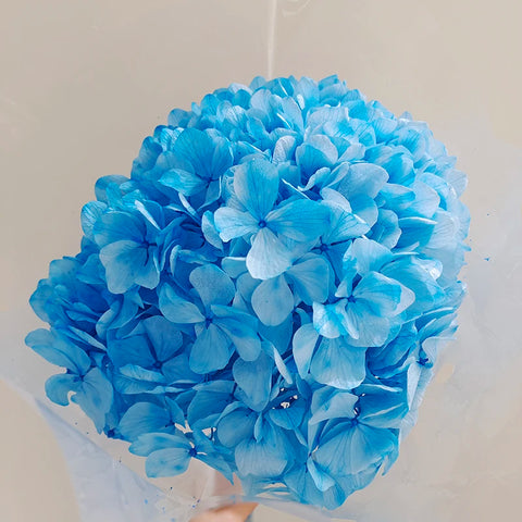 Anna Large Leaf Hydrangeas Preserved Bleached Color Single Bulk Dried Flowers & Plants Flower Wall Decor Father's Day