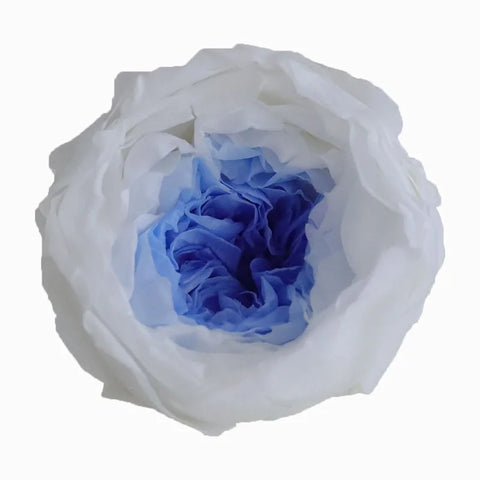 Grade Austin Rose Flower Head 4-5cm Preserved Real Flower 8-Pack Photography Props Wedding Mother's Day Christmas Gift Box