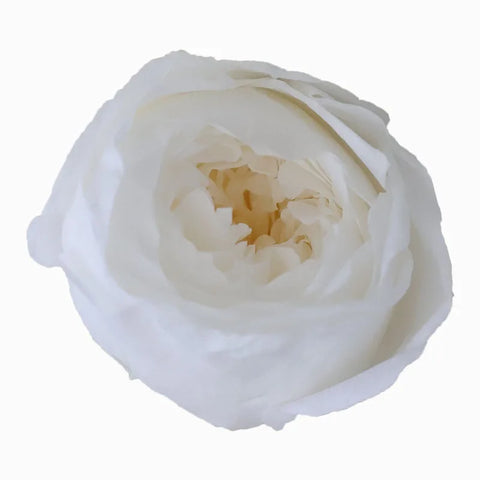 Grade Austin Rose Flower Head 4-5cm Preserved Real Flower 8-Pack Photography Props Wedding Mother's Day Christmas Gift Box