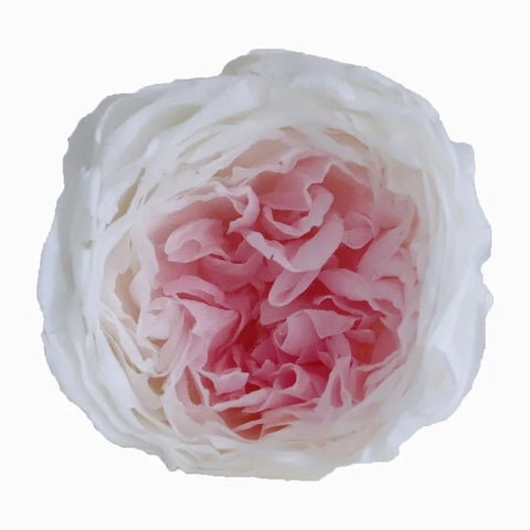 Grade Austin Rose Flower Head 4-5cm Preserved Real Flower 8-Pack Photography Props Wedding Mother's Day Christmas Gift Box
