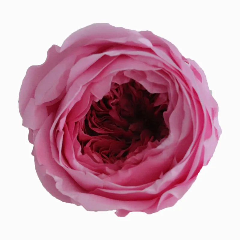 Grade Austin Rose Flower Head 4-5cm Preserved Real Flower 8-Pack Photography Props Wedding Mother's Day Christmas Gift Box