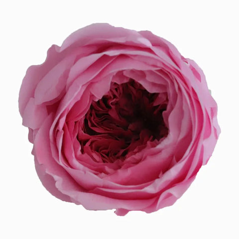 Grade Austin Rose Flower Head 4-5cm Preserved Real Flower 8-Pack Photography Props Wedding Mother's Day Christmas Gift Box