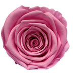 Forever Roses Preserved Flower Heads 6 Pieces DIY Gift Making Materials Wedding Centerpieces Flower Decorations Items