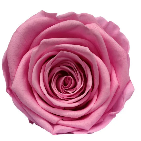 Forever Roses Preserved Flower Heads 6 Pieces DIY Gift Making Materials Wedding Centerpieces Flower Decorations Items