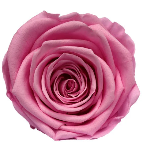 Forever Roses Preserved Flower Heads 6 Pieces DIY Gift Making Materials Wedding Centerpieces Flower Decorations Items