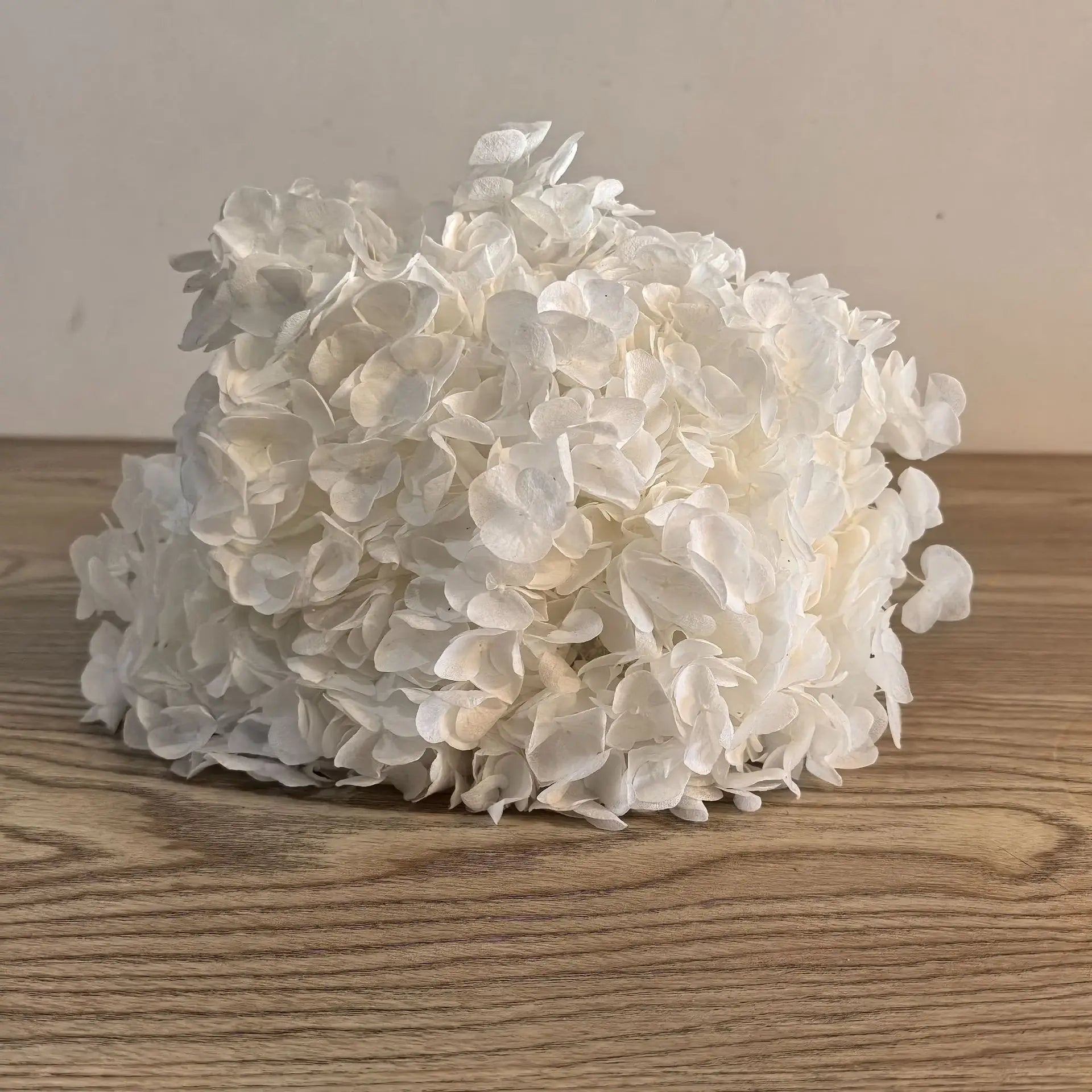 Anna Large Leaf Hydrangeas Preserved Bleached Color Single Bulk Dried Flowers & Plants Flower Wall Decor Father's Day Main image