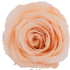 Forever Roses Preserved Flower Heads 6 Pieces DIY Gift Making Materials Wedding Centerpieces Flower Decorations Items