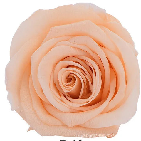 Forever Roses Preserved Flower Heads 6 Pieces DIY Gift Making Materials Wedding Centerpieces Flower Decorations Items